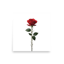 Red Rose on White Poster Print Art