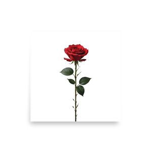 Red Rose on White Poster Print Art