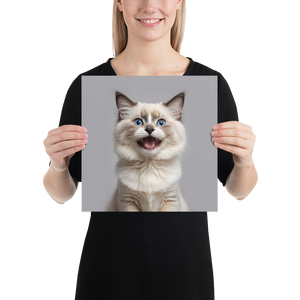 Ragdoll Kitten Poster Print Art