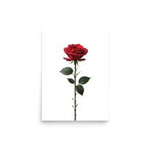 Red Rose on White Poster Print Art