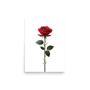 Red Rose on White Poster Print Art