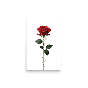 Red Rose on White Poster Print Art