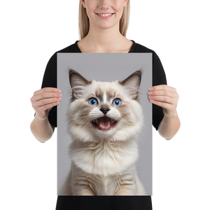 Ragdoll Kitten Poster Print Art