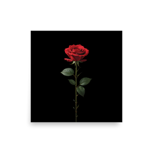 Red Rose on Black Poster Print Art