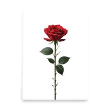 Red Rose on White Poster Print Art