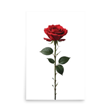 Red Rose on White Poster Print Art