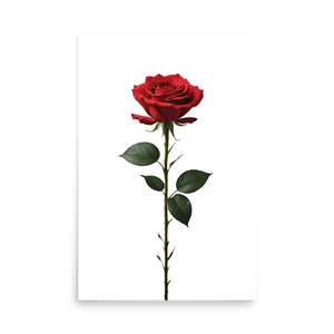 Red Rose on White Poster Print Art