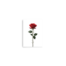 Red Rose on White Poster Print Art