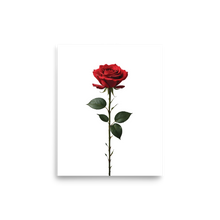 Red Rose on White Poster Print Art