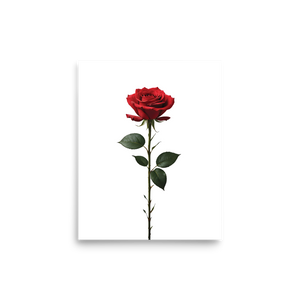 Red Rose on White Poster Print Art