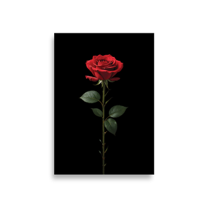 Red Rose on Black Poster Print Art