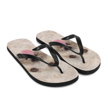 Bichon Havanese Dog Flip-Flops by Design Express