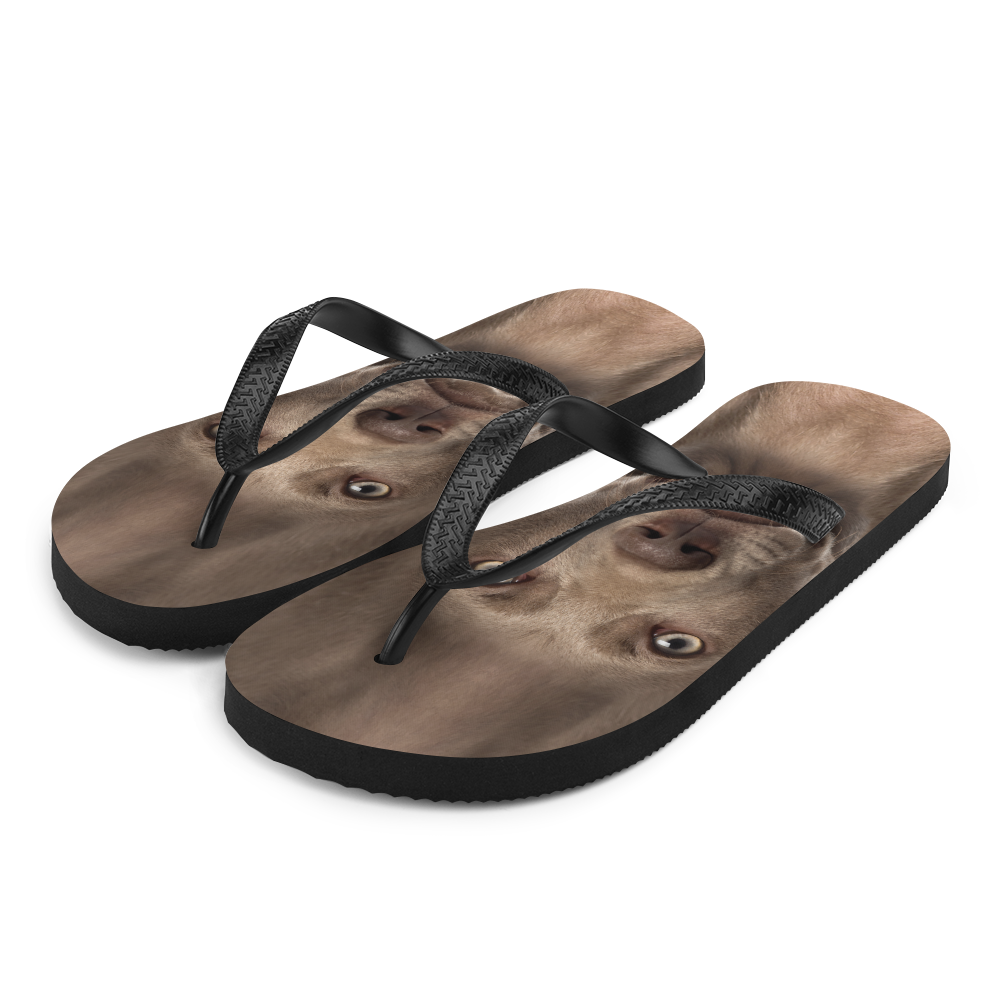 S Weimaraner Dog Flip-Flops by Design Express