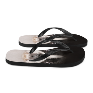 Boston Terrier Dog Flip-Flops by Design Express