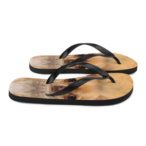 Chihuahua Dog Flip-Flops by Design Express